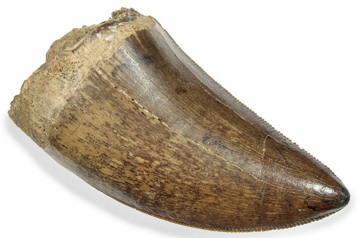 Pristine, Serrated Tyrannosaurus (T-Rex) Tooth - Montana #246274